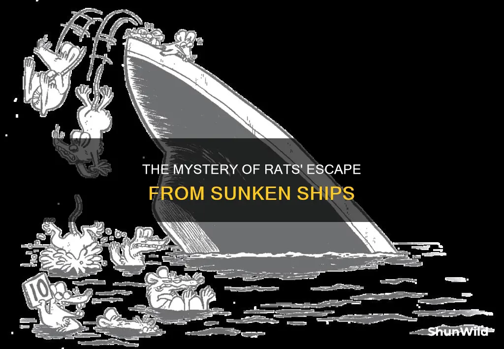 where do the rats go when a boat sinks