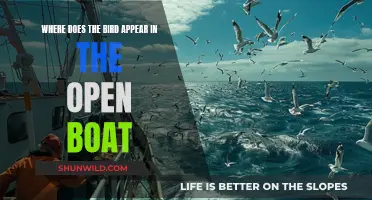 The Open Boat: A Bird's Symbolic Appearance