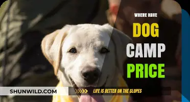 Exploring the Cost of Dog Camps: A Comprehensive Guide
