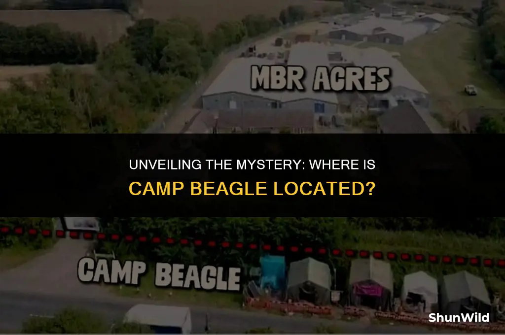 where is camp beagle