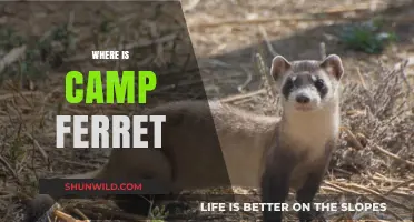 Unveiling the Mystery: Where is Camp Ferret Located?