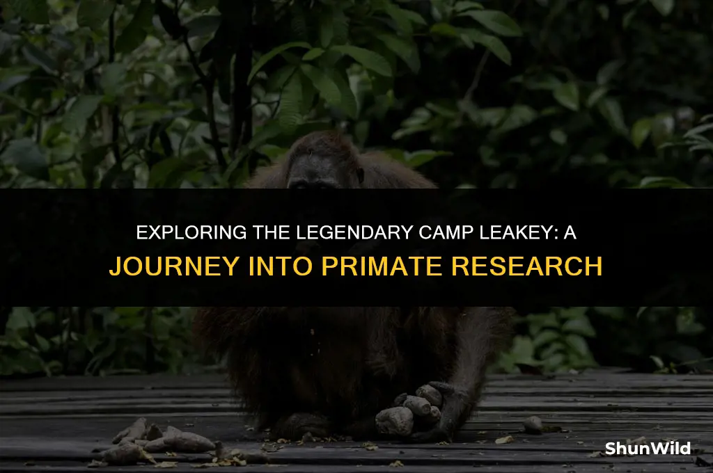 where is camp leakey located