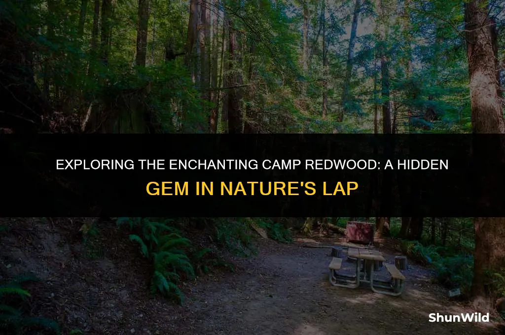 where is camp redwood