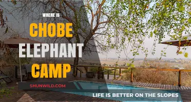 Exploring the Wild: A Journey to Chobe Elephant Camp