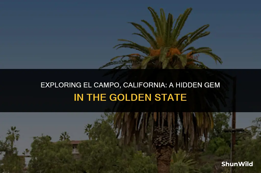 where is el campo california