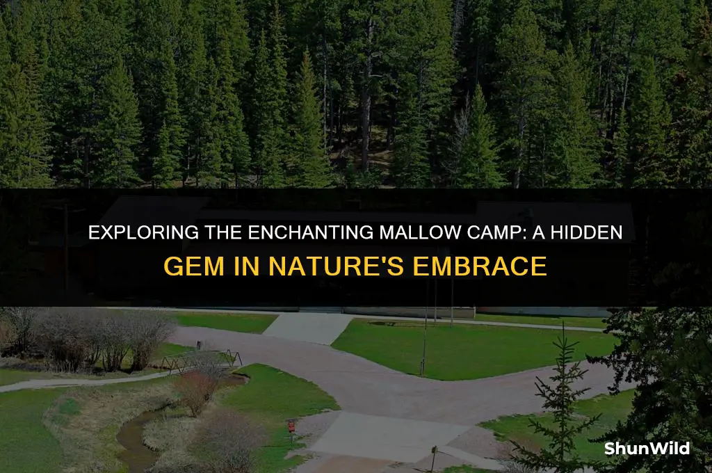 where is mallow camp