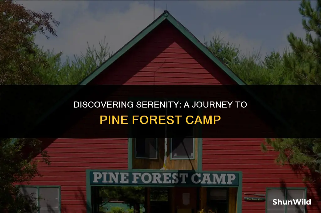 where is pine forest camp