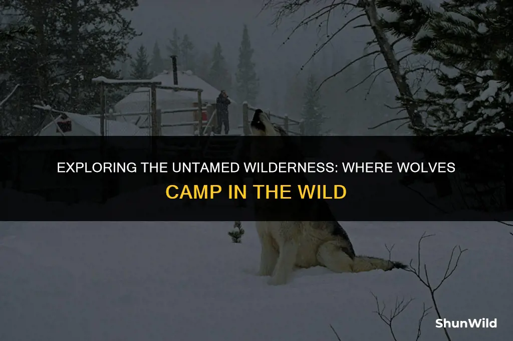 where is wolfes camp