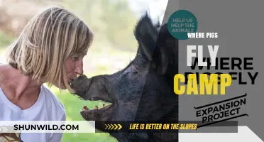 Where Pigs Fly Camp: Unleashing Dreams and Adventures