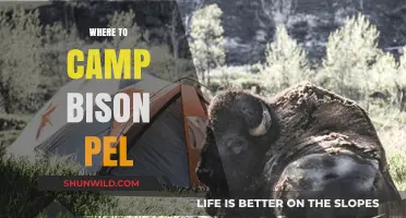 Exploring the Great Outdoors: Top Camping Spots Near Bison Pel