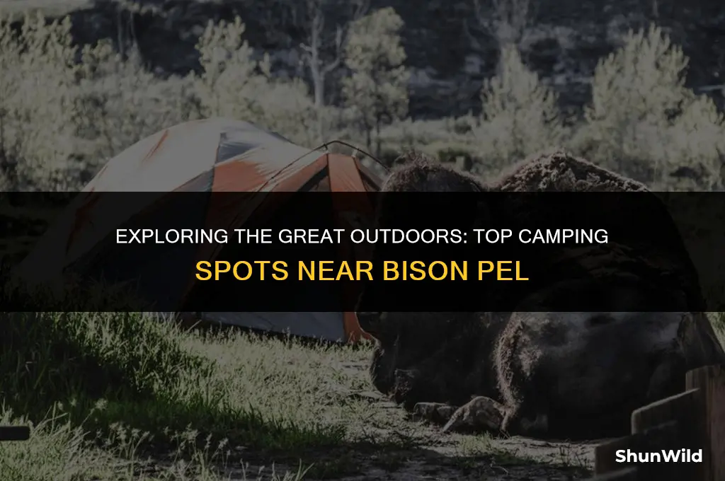 where to camp bison pel