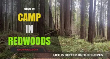 Exploring the Redwoods: A Guide to the Best Campsites