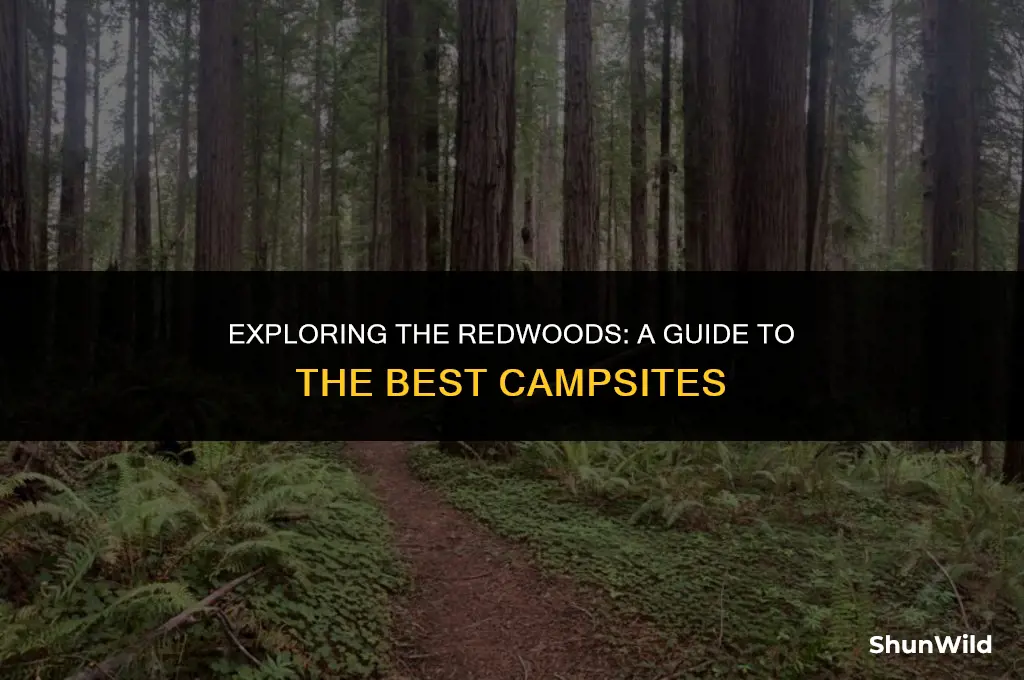 where to camp in redwoods