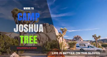 Exploring the Best Campsites in Joshua Tree National Park