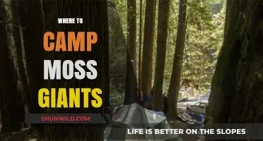 Unearthing the Best Spots to Camp Among Moss Giants