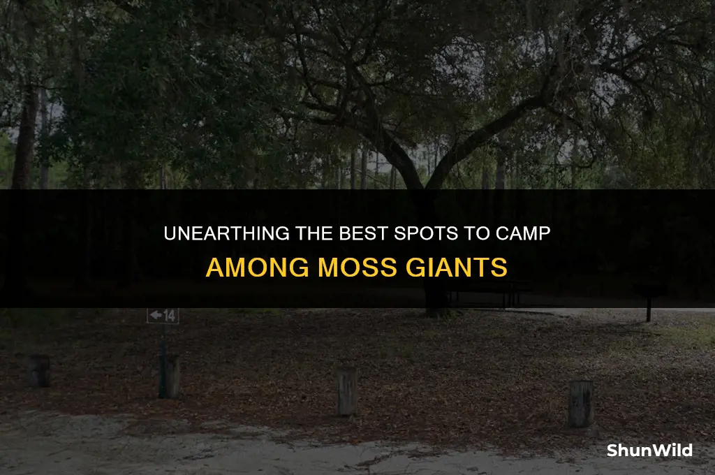 where to camp moss giants