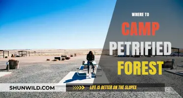 Exploring the Petrified Forest: Top Campsites for an Unforgettable Adventure