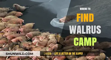 Discovering the Majestic Walrus Camps: A Guide to Their Arctic Havens
