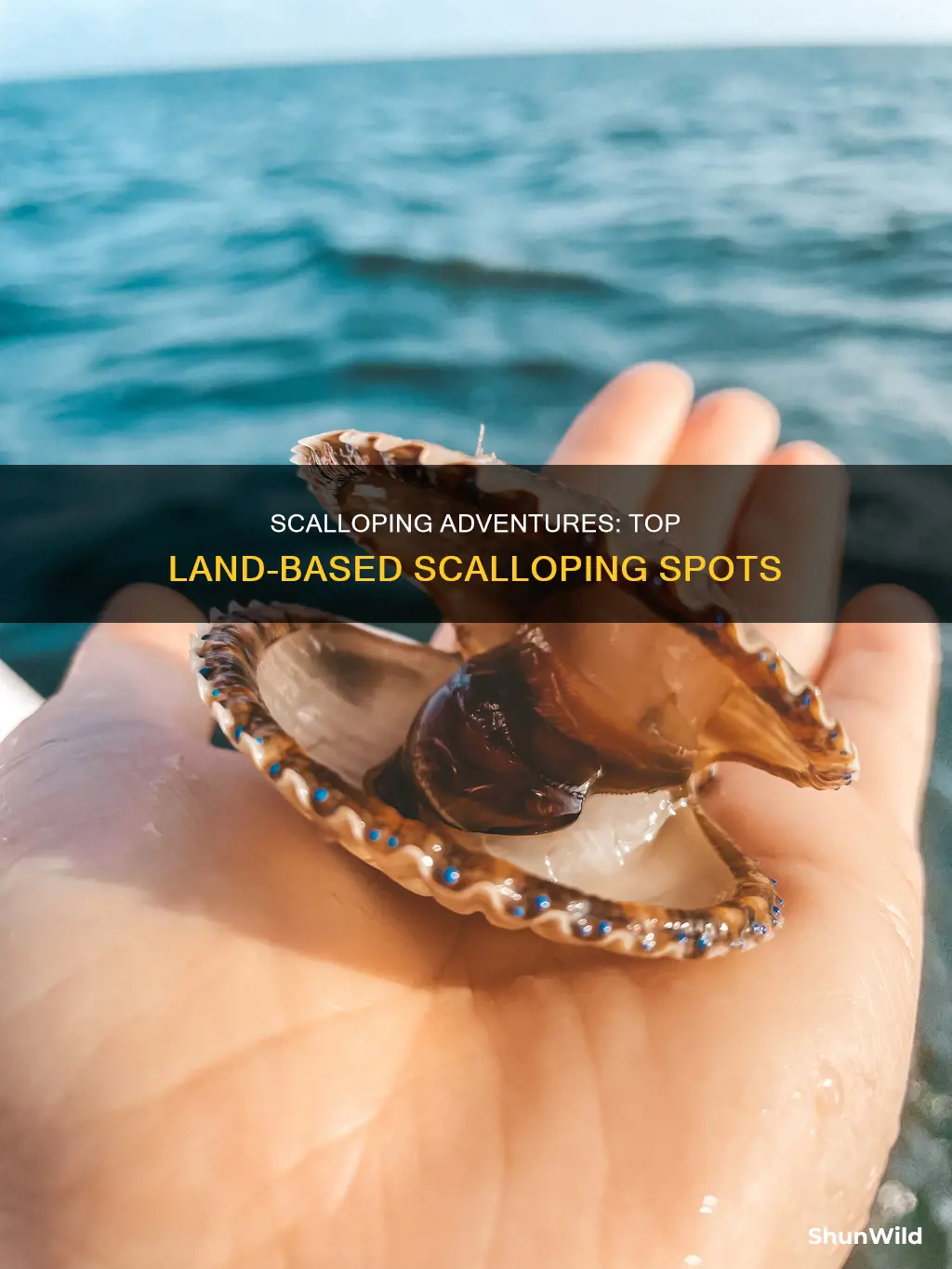 where to go scalloping without a boat