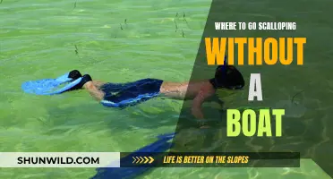 Best Places for Boatless Scalloping Adventures