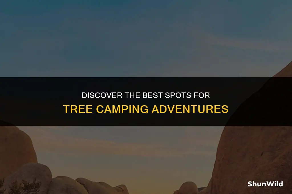 where to go tree camping