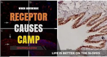 Unveiling the Role of Beta-2 Adrenergic Receptors in cAMP Production