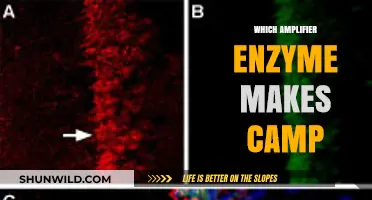 Unveiling the Key Player: Which Amplifier Enzyme Drives cAMP Production?
