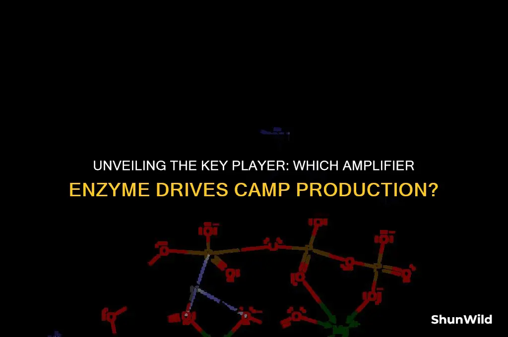 which amplifier enzyme makes camp