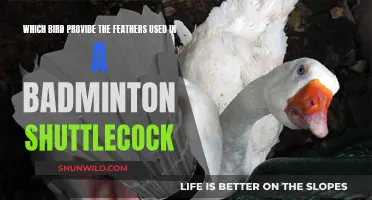 Badminton Shuttlecocks: Feathers From Which Birds?
