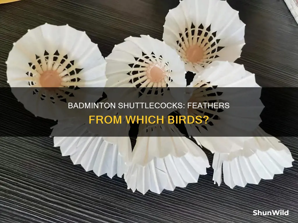which bird provide the feathers used in a badminton shuttlecock
