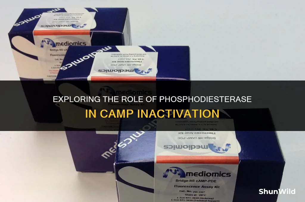 which enzyme inactivates camp