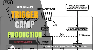 Unveiling the Hormonal Triggers of Camp Production: A Comprehensive Guide