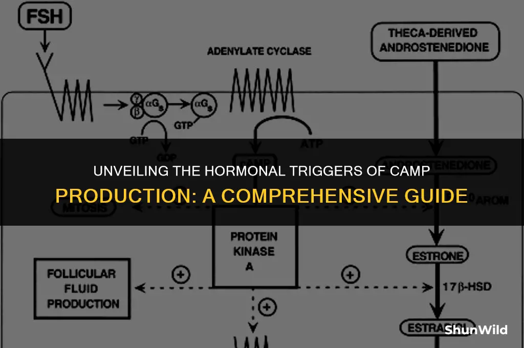 which hormones trigger camp production