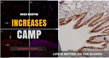 Exploring the Role of Beta-2 Adrenergic Receptors in cAMP Signaling