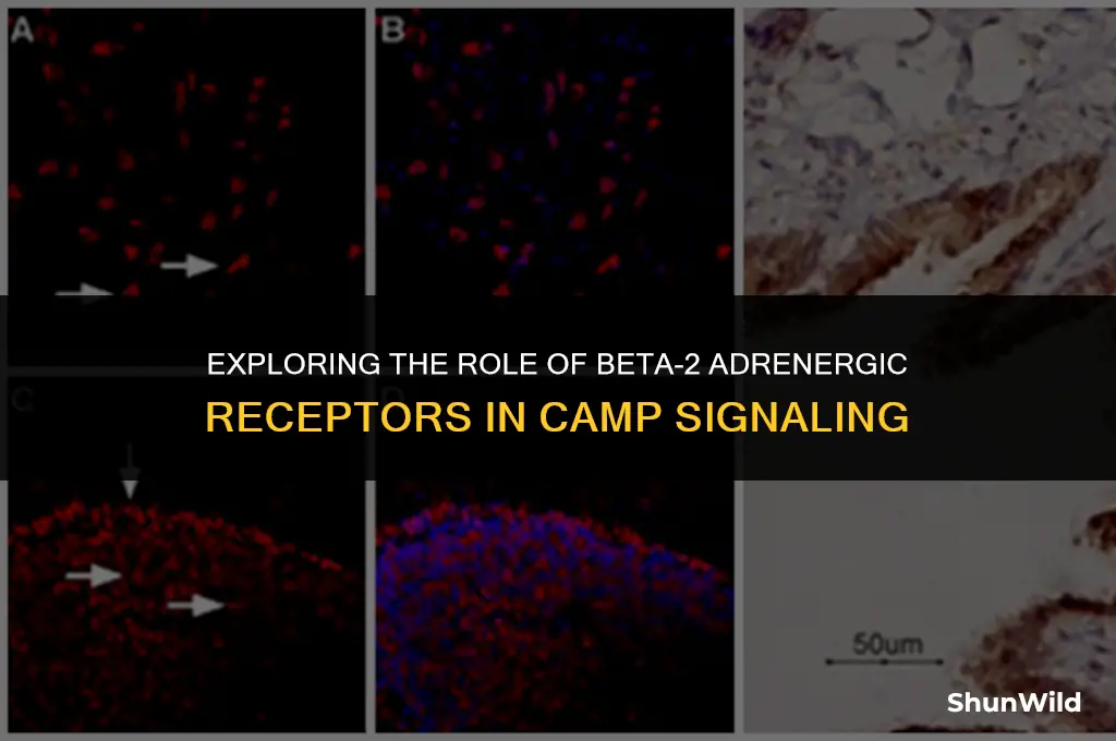 which receptor increases camp