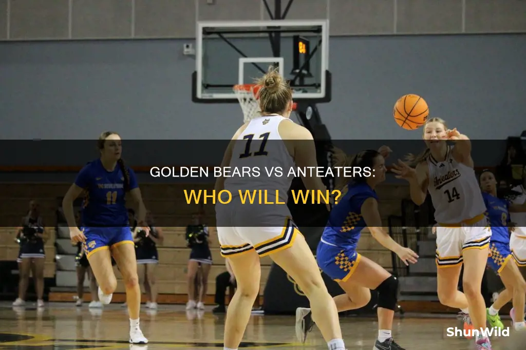 who wins between cal golden bears and uc irvine basketball