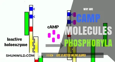 Unveiling the Phosphorylation Mystery of Camp Molecules