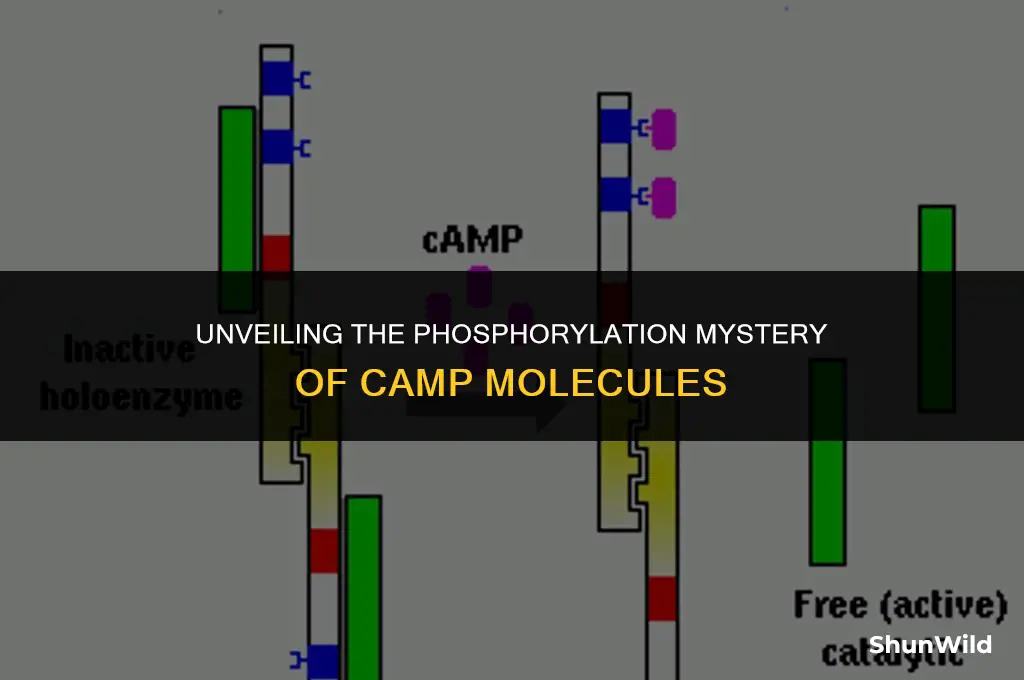 why are camp molecules phosphorylated