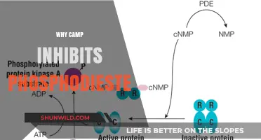 Exploring the Enzyme-Inhibiting Properties of Camp in Phosphodiesterase
