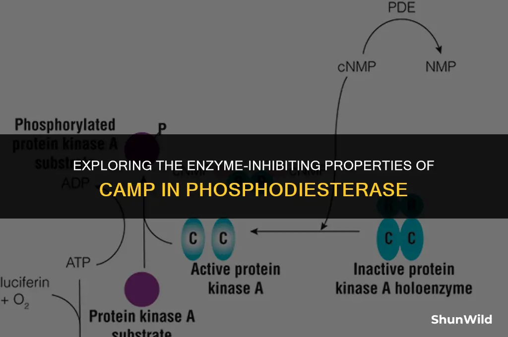 why camp inhibits phosphodiesterase