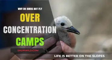 Silent Skies: The Haunting Mystery of Birds Avoiding Concentration Camps