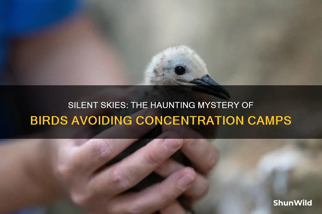 why do birds not fly over concentration camps