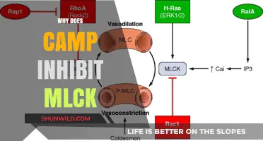 Unveiling the Mystery: How Camp Inhibits MLCK Activity