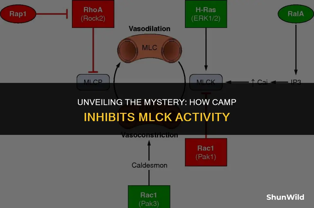 why does camp inhibit mlck