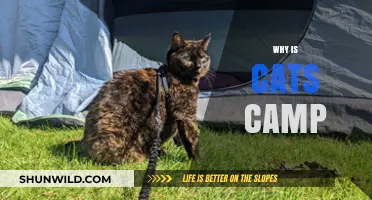 Exploring the Quirky World of Cat Camps: A Feline Adventure