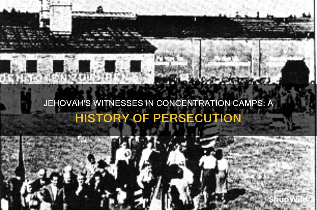 why is jehovah witness sent to concentration camps