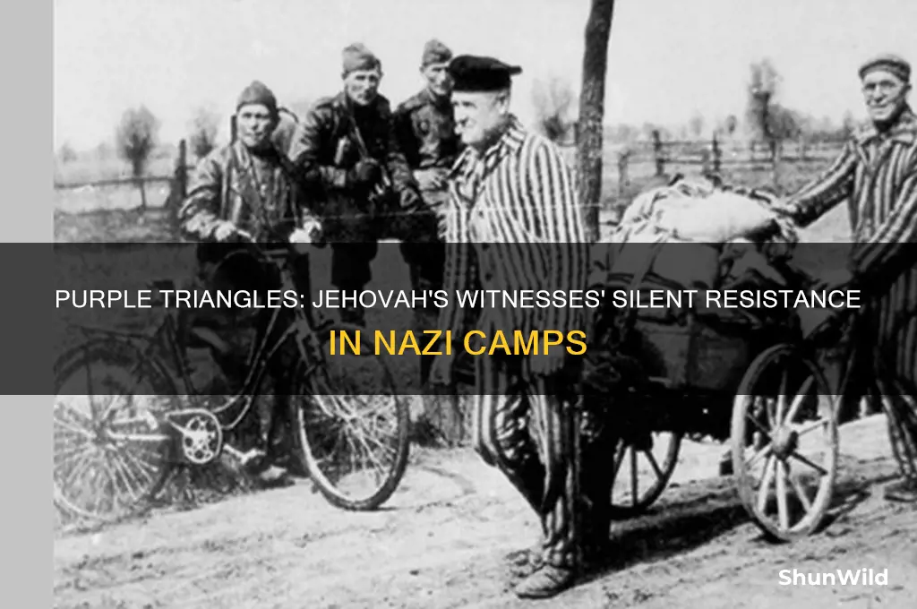 why purple triangles jehovah witness concentration camps