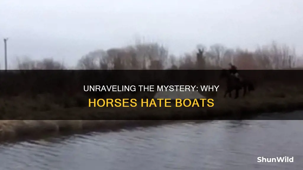 why wont horse go in boat