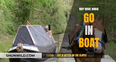 Horse's Fear of Boats: Why They Won't Go In