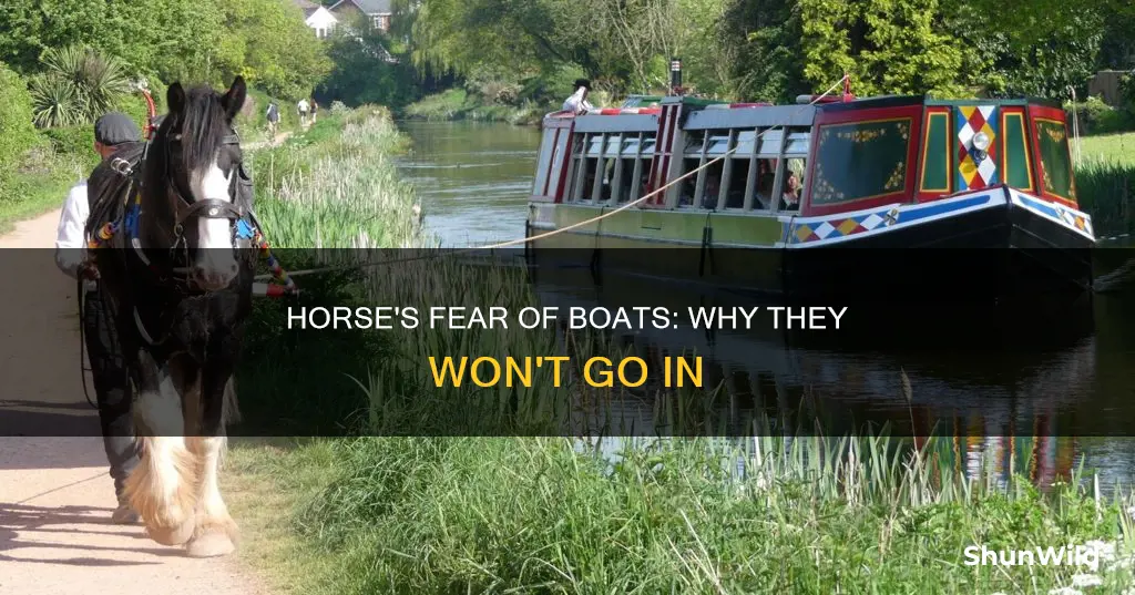 why wont horse go in boat
